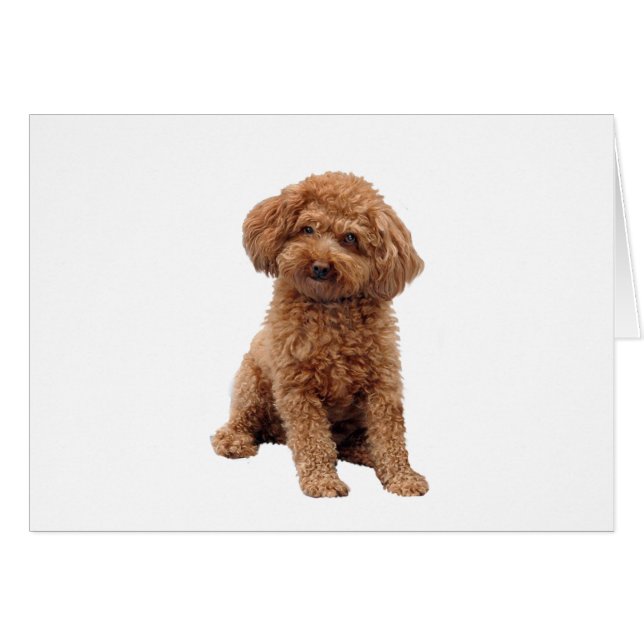 Caniche - Abricot (Toy ou Min.) (Devant horizontal)