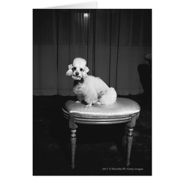 Caniche blanc assis sur le tabouret B&W (Devant)