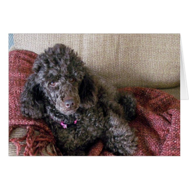 Caniche marron sur une chaise, personnalisé, intér (Devant horizontal)