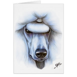 Caniche standard blanc