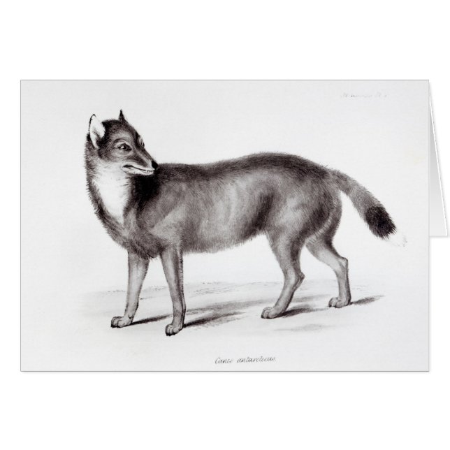 Canis Antarcticus (Devant horizontal)
