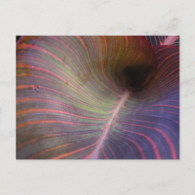 Canna Lily feuille ~ carte postale (Devant)