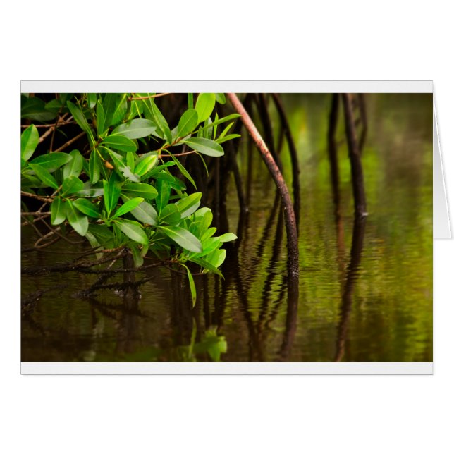 Canoë-kayak par les palétuviers tranquilles (Devant horizontal)