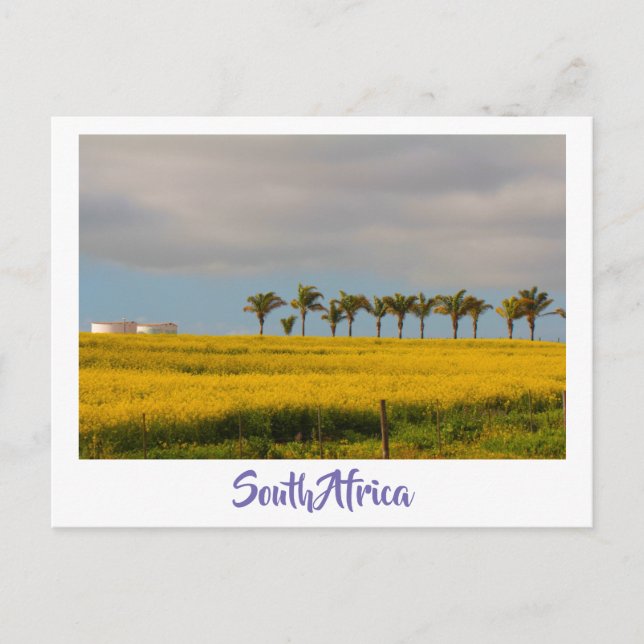 Canola Fields Afrique du Sud Paysage Carte postale (Devant)
