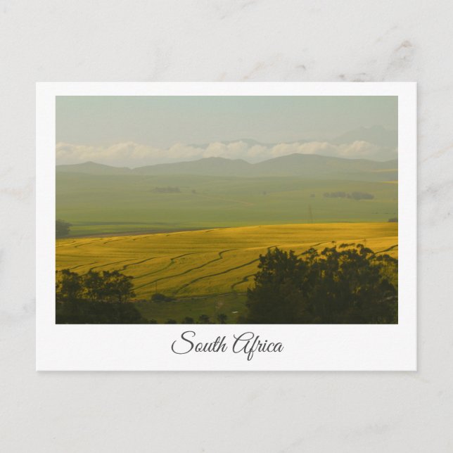 Canola Fields Afrique du Sud Paysage Carte postale (Devant)