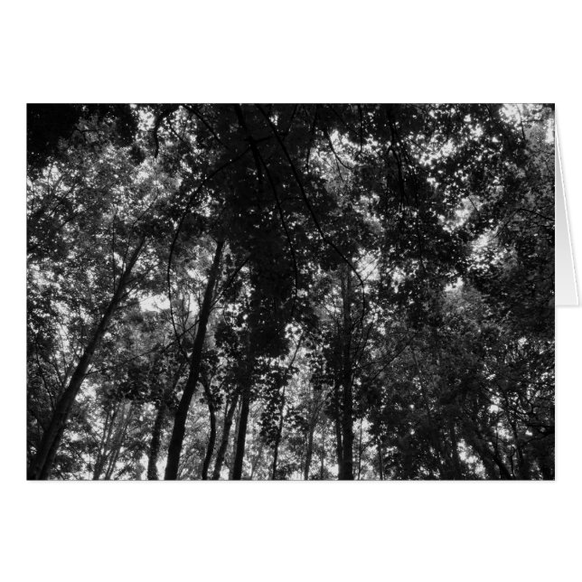 Canopée de bois 01 BW (Devant horizontal)