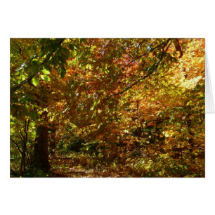 Canopée des Feuilles d'automne II Photographie d'a