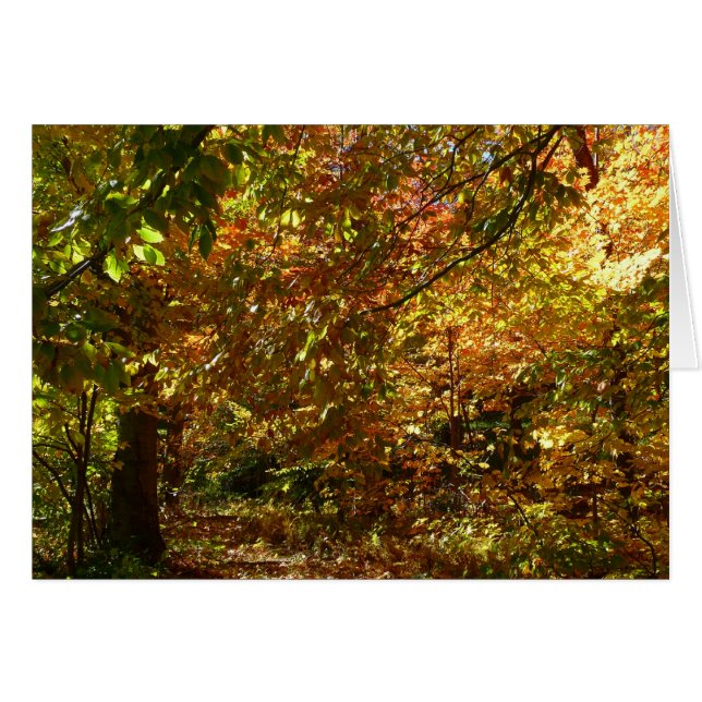 Canopée des Feuilles d'automne II Photographie d'a (Devant horizontal)