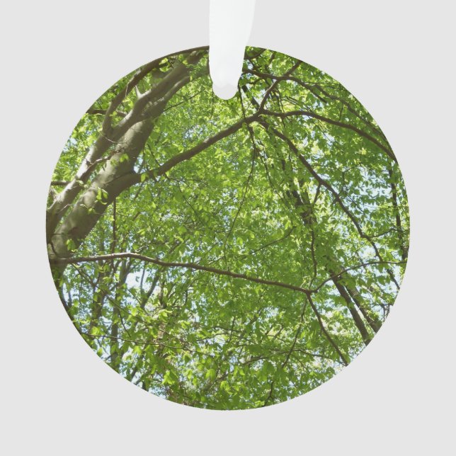 Canopée du printemps Feuille Green Nature Scene (devant)