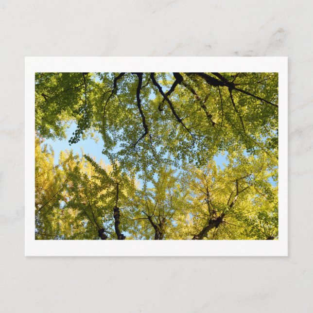 Canopée Ginkgo Leaf : Carte postale japonaise (Devant)