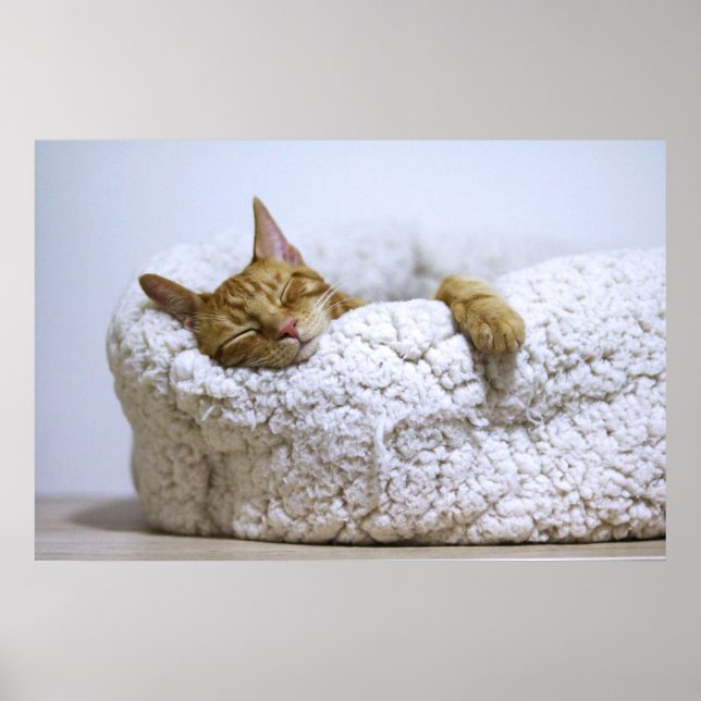 Canvas Premium Poster Nap 4 Cat (Gloss) (Devant)