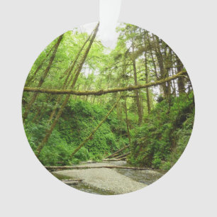 Canyon Fern I au Parc national de Redwood