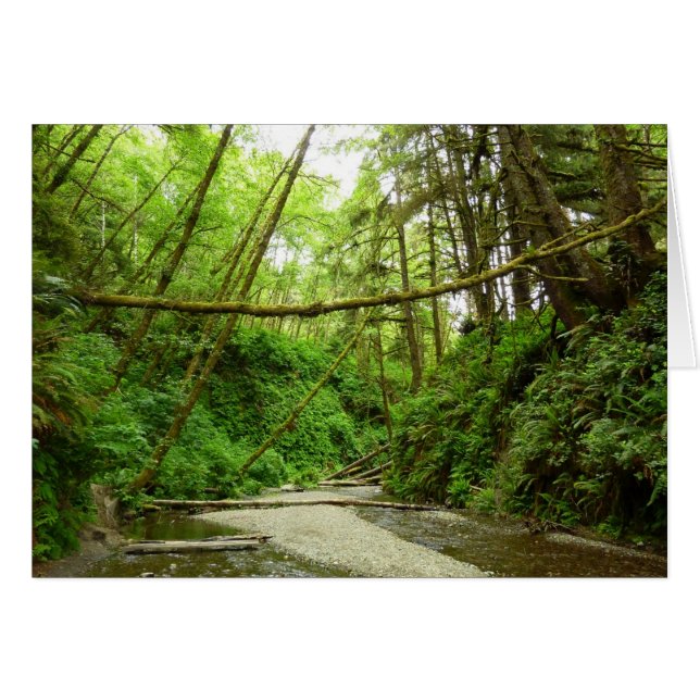 Canyon Fern I au Parc national de Redwood (Devant horizontal)