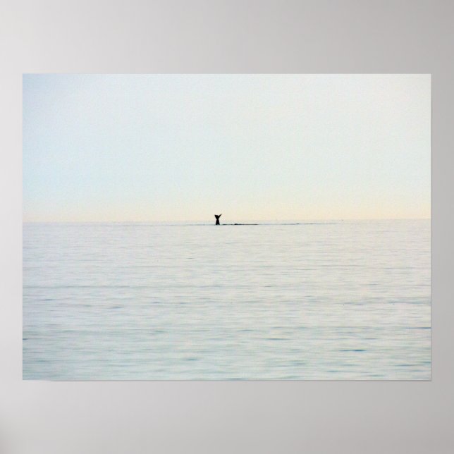 Cape Cod Whale Tail Nautical Ocean Poster (Devant)
