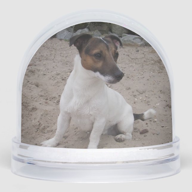 Capo von Oppenheim, Jack Russell Terrier Dog (Avant)