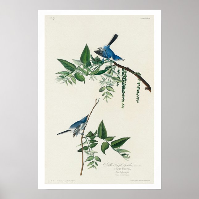 Capteur de mouches bleu-gris par Audubon Poster (Devant)