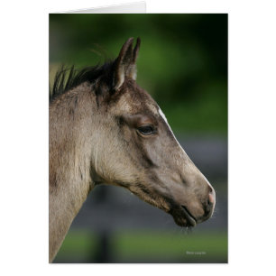 Capture d'écran du poulain du cheval de quart