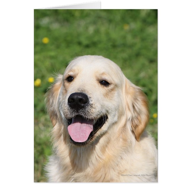 Capture d'écran Golden Retriever 1 (Devant)