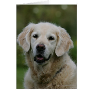 Capture d'écran Golden Retriever 2
