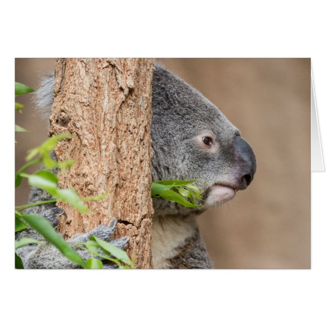 Capture d'écran Koala (Devant horizontal)