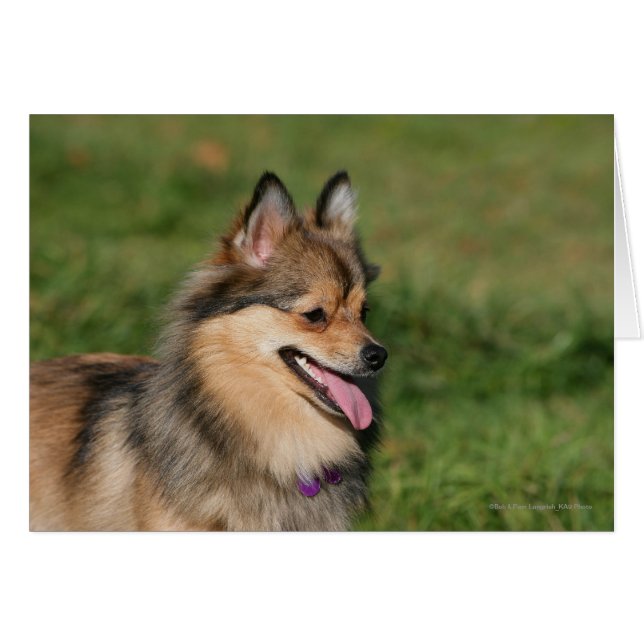 Capture d'écran Poméranienne (Devant horizontal)