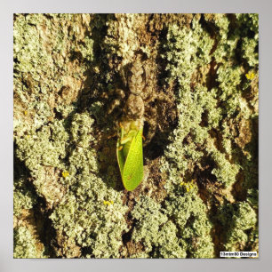 Capturé Leafhopper - Poster