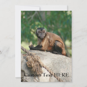 Capuchin Singe Mignonne Mais Cranky