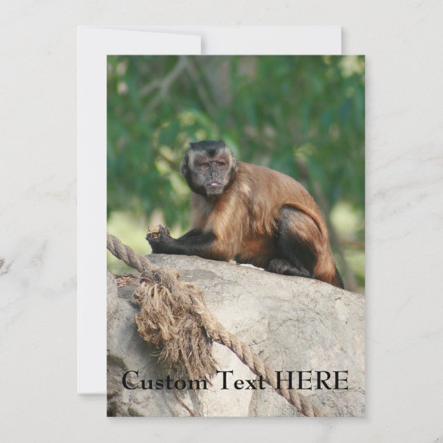Capuchin Singe Mignonne Mais Cranky (Devant)