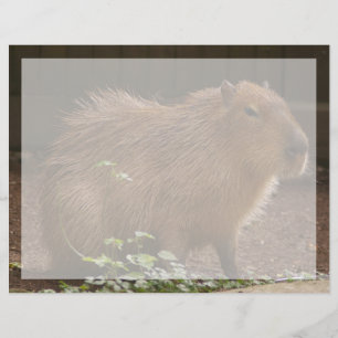 Capybara