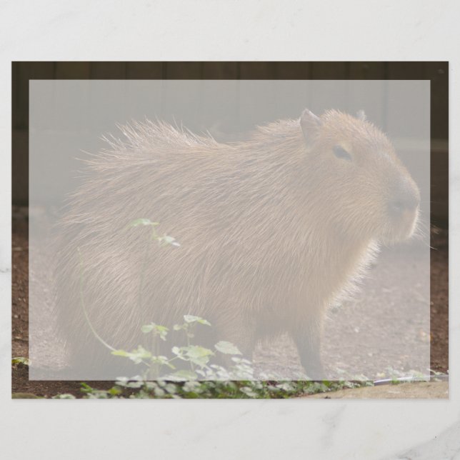 Capybara (Devant)