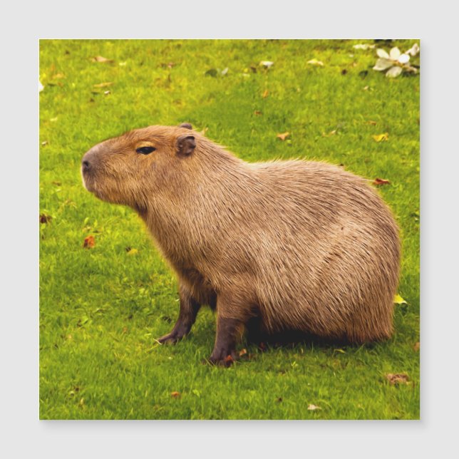 Capybara (Devant)