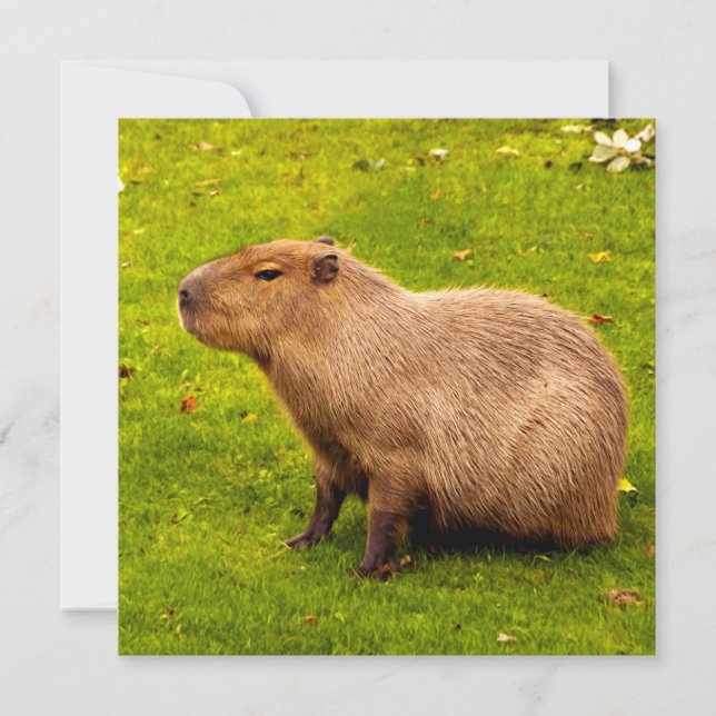 Capybara (Devant)