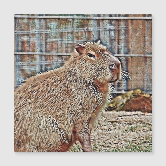Capybara (Devant)