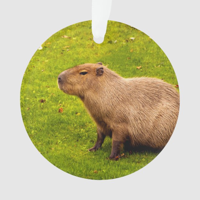 Capybara (devant)