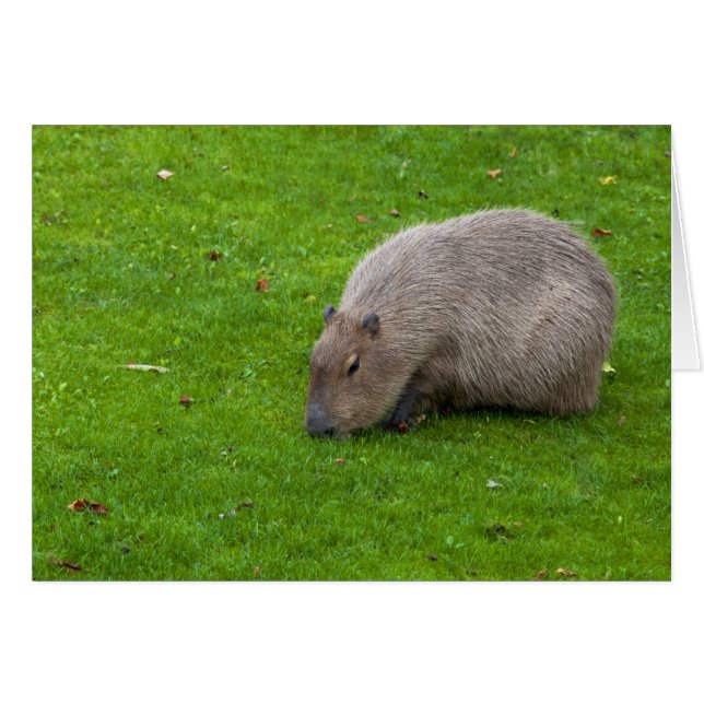 Capybara Animal Incroyable (Devant horizontal)