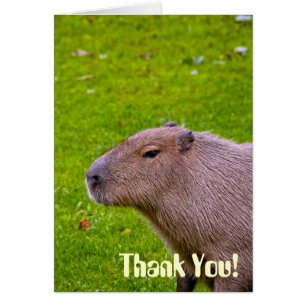 Capybara Animal Incroyable
