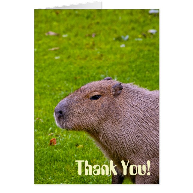 Capybara Animal Incroyable (Devant)
