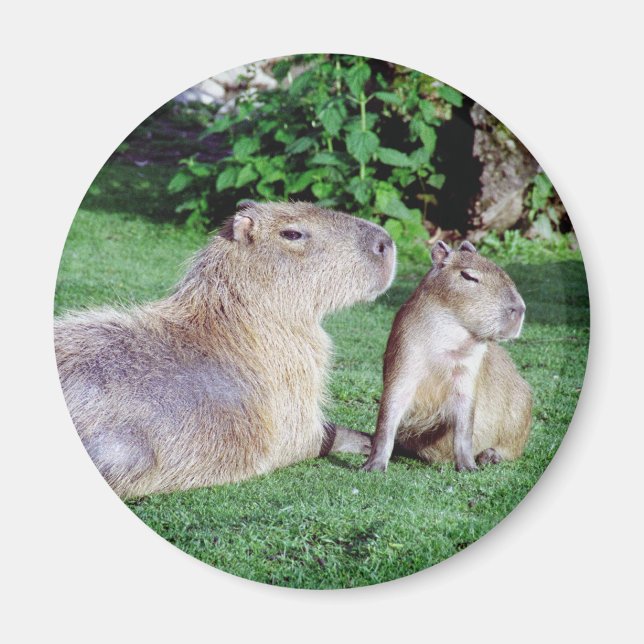 Capybara, maman et son aimant (Devant)