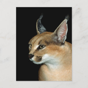 Cadeaux Caracal Zazzle Fr