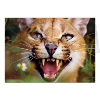 CaracalSassy