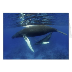 Caraïbes, archipel des Grandes Antilles,
