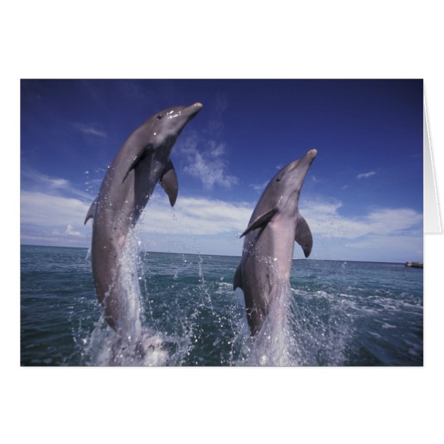 Caraïbes, dauphins à gros nez Tursiops (Devant horizontal)