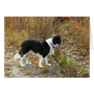 card - Border Collie