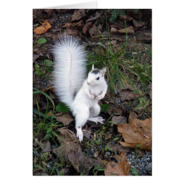 card - White Squirl (Devant)