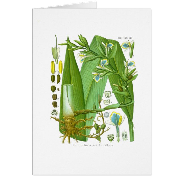 Cardamome (Devant)