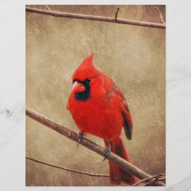 Cardinal (Devant)