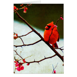 Cardinal