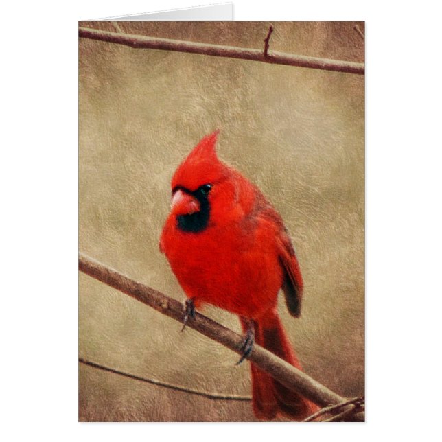 Cardinal (Devant)