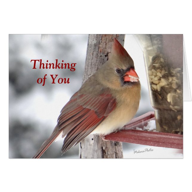 Cardinal 6649 TofY - personnaliser (Devant horizontal)