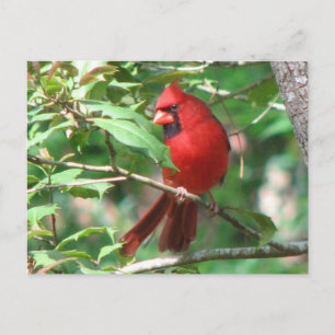 Cardinal à Holly Carte postale